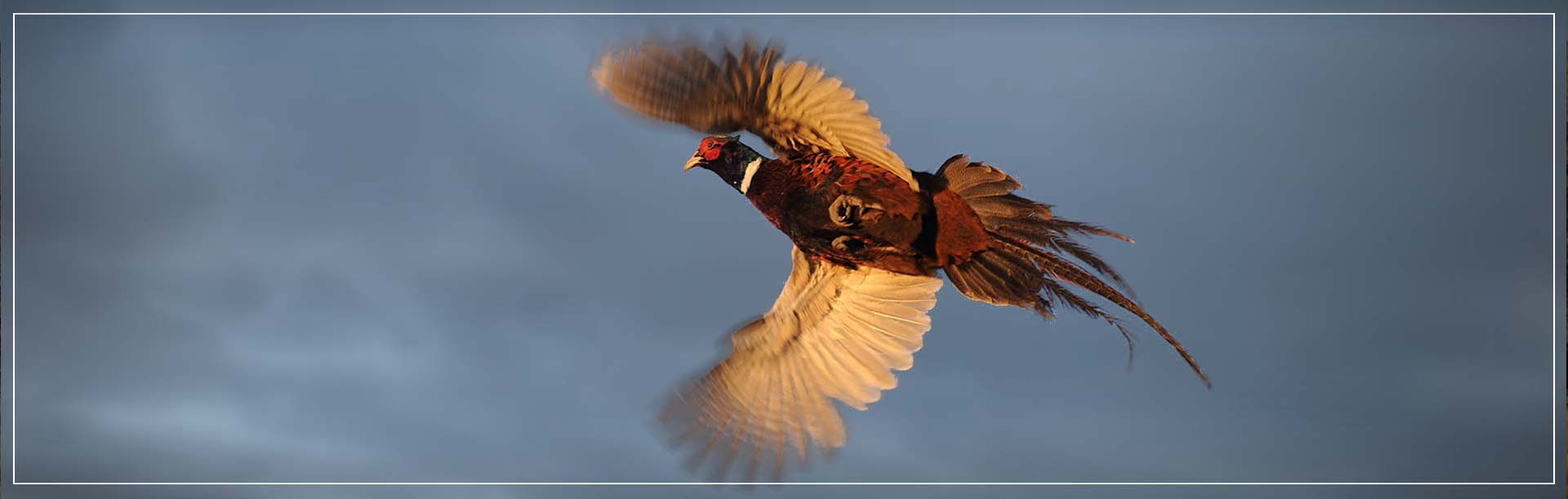 Driven Pheasant Hunts in Nebraska Driven Pheasant Hunts in Nebraska