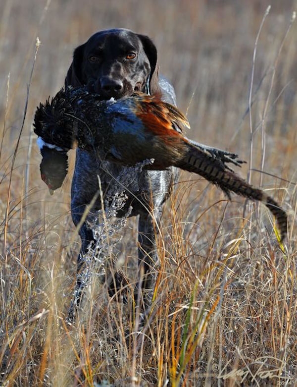 Nebraska Pheasant Hunting Guided Sandhills Nebraska Pheasant Hunts