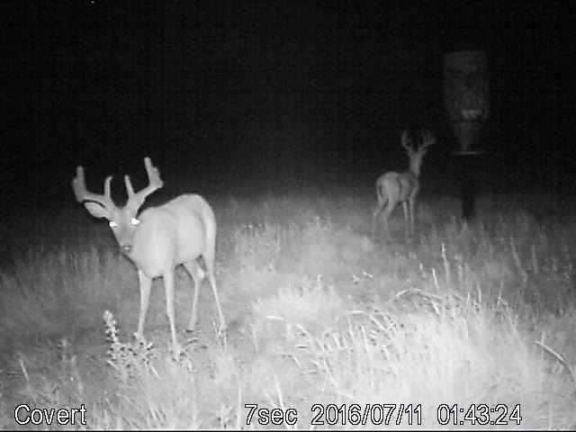 Whitetail Deer Season and Dates Whitetail Deer Season and Dates